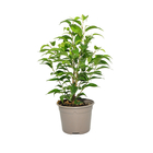 Ficus benjamina vert - Pot D 12cm. Label Fleurs de France